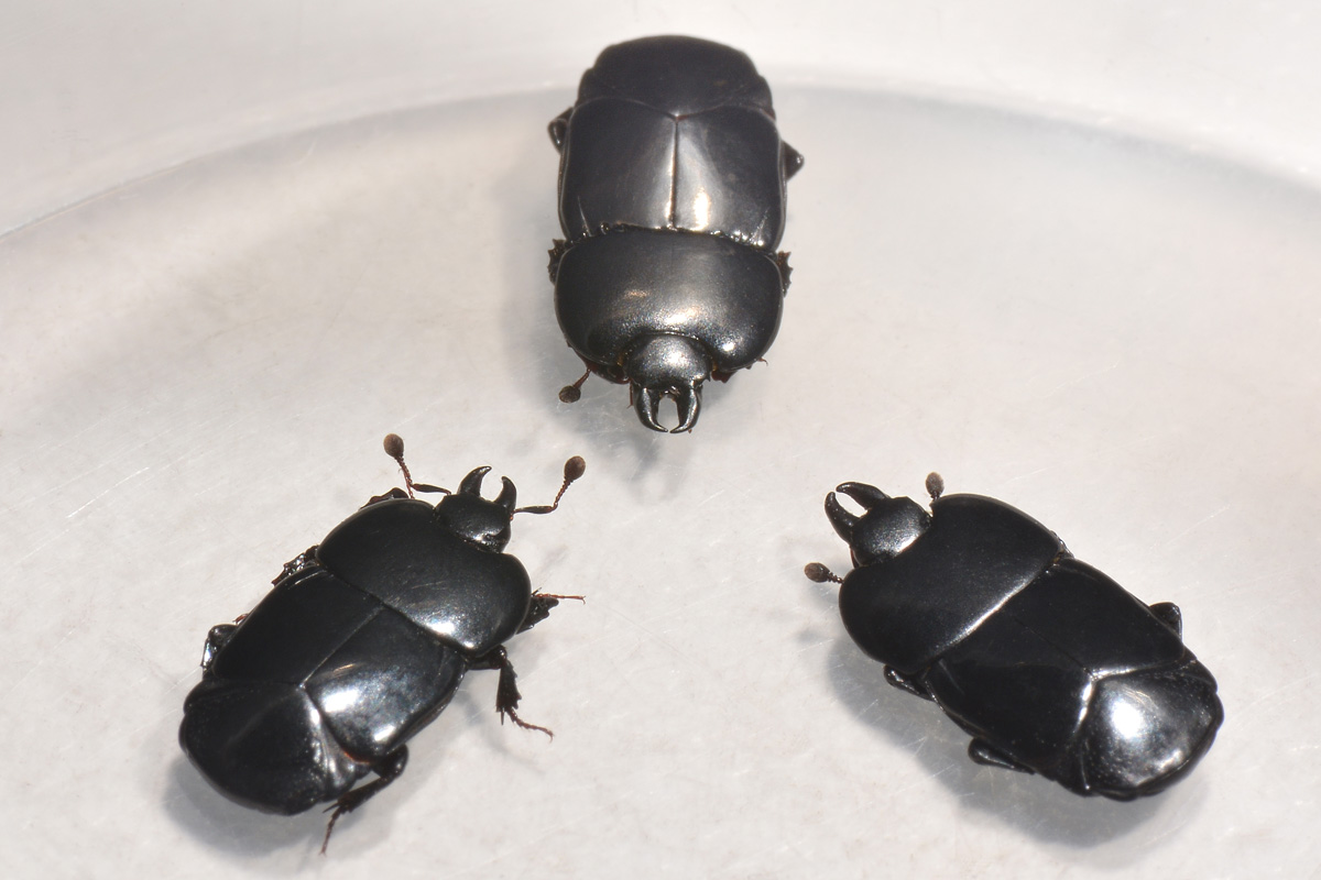 Histeridae: Hololepta plana